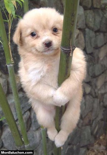 chien