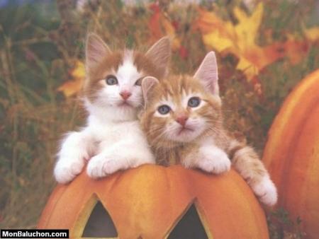 chats