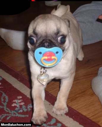 chien